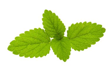 beyaz arkaplanda izole edilmiş nane