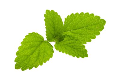 beyaz arkaplanda izole edilmiş nane