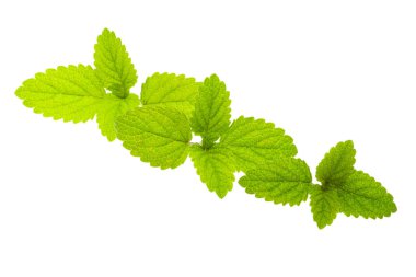 beyaz arkaplanda izole edilmiş nane