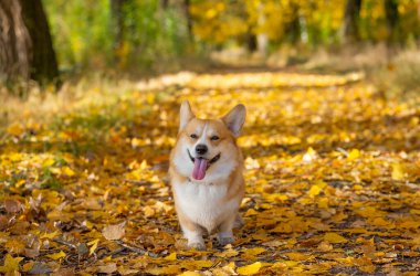 Corgi parkta sonbahar yürüyüşü yapıyor.