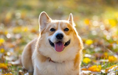 Corgi parkta sonbahar yürüyüşü yapıyor.