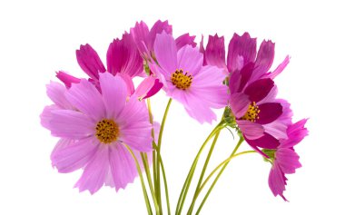 Beyaz arkaplanda izole edilmiş kozmos çiçekleri