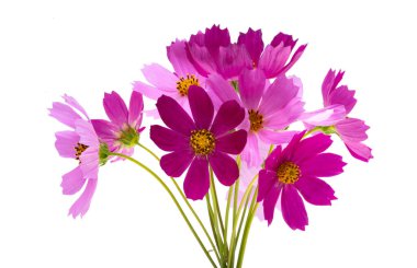 Beyaz arkaplanda izole edilmiş kozmos çiçekleri