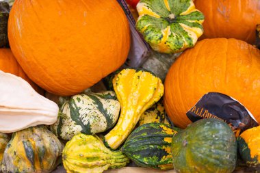 Cadılar Bayramı balkabağı dükkanda