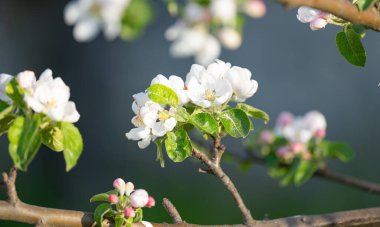 İlkbaharda bir ağaçta elma ağacı çiçekleri