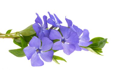 Beyaz arkaplanda izole edilmiş pembe çiçekler