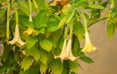 Çiçek tarhında yetişen Brugmansia altınları