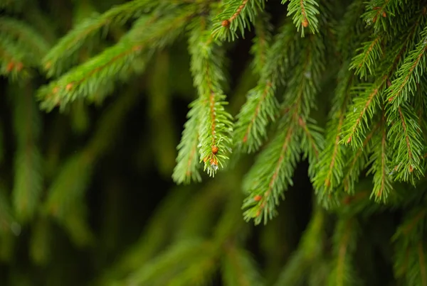 stock image beautiful background of spruce branches