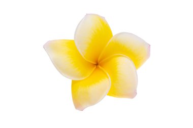 Güzel Plumeria çiçeği beyaz arkaplanda izole edilmiş.