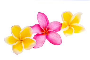 Güzel Plumeria çiçeği beyaz arkaplanda izole edilmiş.