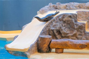 Tenerife adasındaki bir gösteride kürk fokları