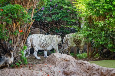 Parktaki beyaz kaplan