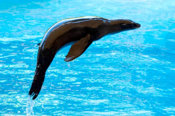 Tenerife adasındaki bir gösteride kürk fokları