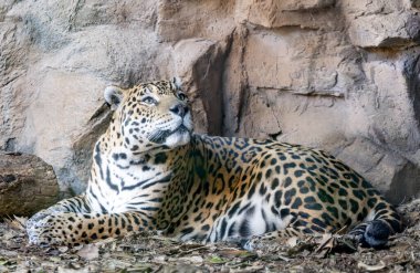 Parktaki kaplan. Yaklaş.