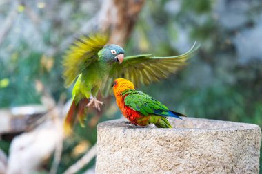 Kanarya Adaları 'ndaki parkta güzel papağanlar