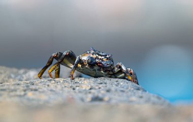 Atlantik kırmızı yengeci yaklaş