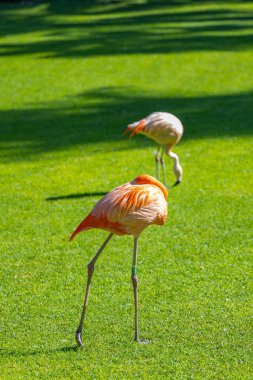 Parkta pembe flamingo