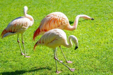 Parkta pembe flamingo