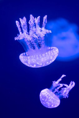 Koyu arkaplanda güzel bir denizanası