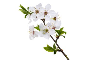 beyaz arkaplanda izole kiraz çiçekleri