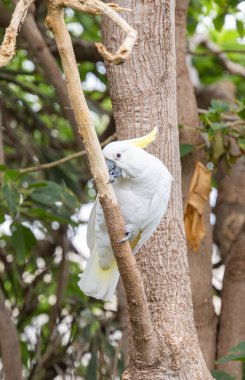 Parktaki beyaz papağan