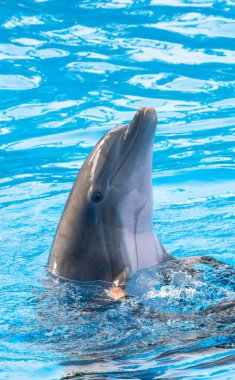 Yunuslar parktaki havuzda