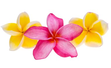 Tesisat çiçekleri beyaz arkaplanda izole edilmiş