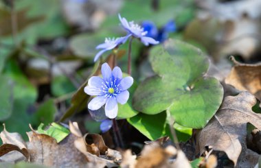 Hepatica Nobilis ilk bahar çiçeği. 