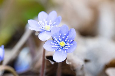 Hepatica Nobilis ilk bahar çiçeği.