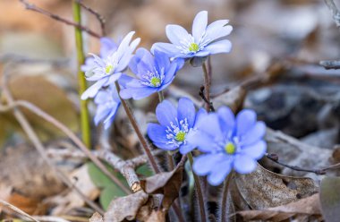 Hepatica Nobilis ilk bahar çiçeği.