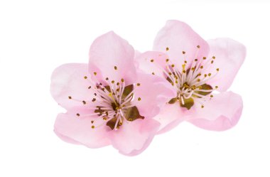 Beyaz arkaplanda izole edilmiş sakura çiçekleri