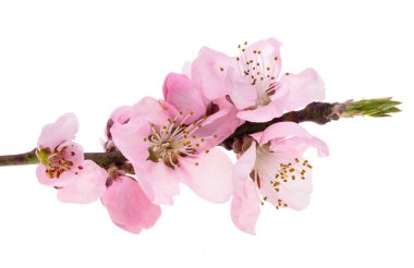 Beyaz arkaplanda izole edilmiş sakura çiçekleri