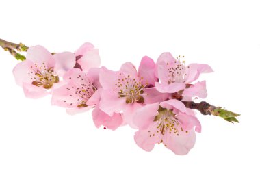 Beyaz arkaplanda izole edilmiş sakura çiçekleri