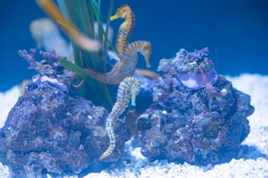 Denizatı suda yüzüyor.