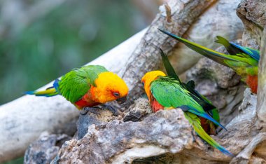 Parkta yaşayan güzel papağanlar.