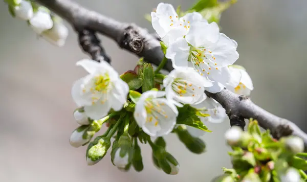 Los Cerezos Florecen Árbol Primavera — Foto de Stock