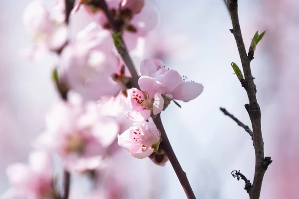 Sakura Kwiaty Drzewie Wiosną — Zdjęcie stockowe