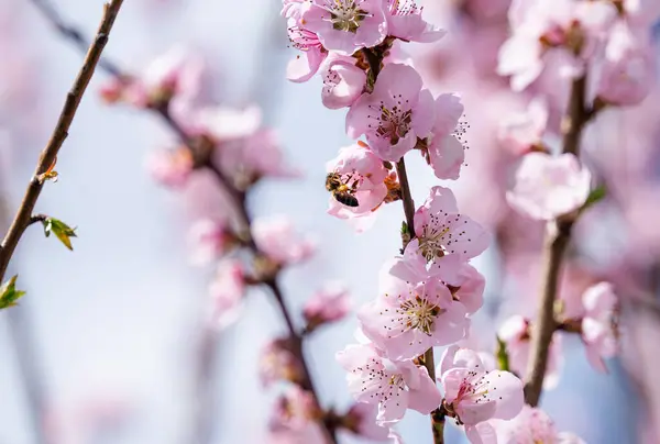 Flores Sakura Uma Árvore Primavera — Fotografia de Stock