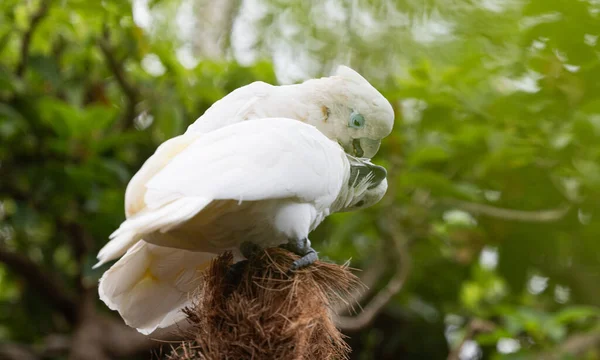 stock image white cockatoo in the park