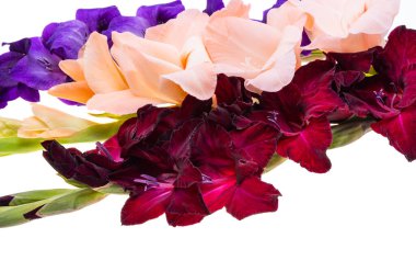 Beyaz arka plan üzerinde izole Glayöl çiçek