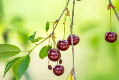 Olgun kirazlar yazın ağaçta
