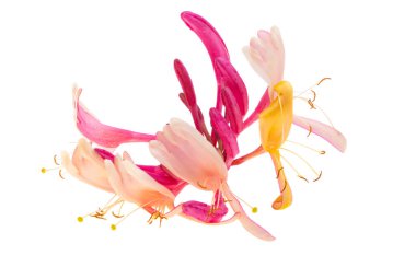 beyaz arka plan üzerinde izole hanımeli çiçekleri