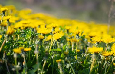 Çayırlarda çiçek açan karahindibalar.