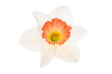 Güzel narsisli çiçekler beyaz arkaplanda izole edilmiş