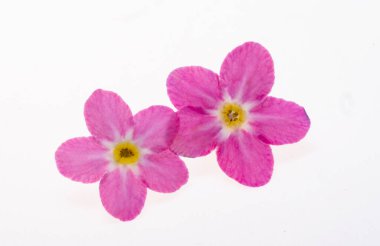 Beyaz arka planda izole edilmiş güzel unutma beni çiçekleri