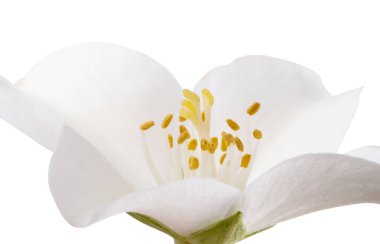 Beyaz arka plan üzerinde izole güzel Yasemin çiçekleri