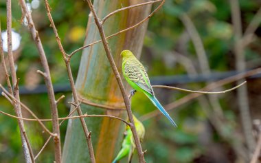 Parktaki güzel papağanlar