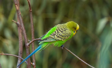 Parktaki güzel papağanlar