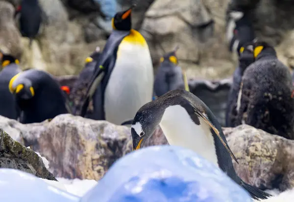Beautiful Penguins Park Royalty Free Stock Photos