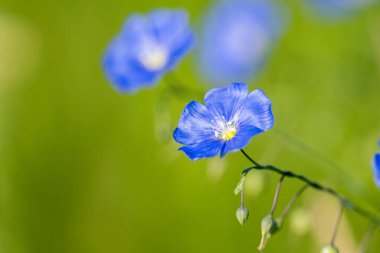 Çayırdaki mavi keten çiçeği